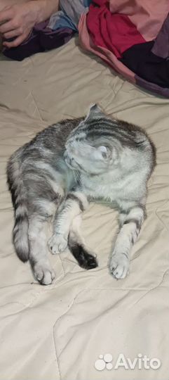 Шотландская кошка мраморный окрас