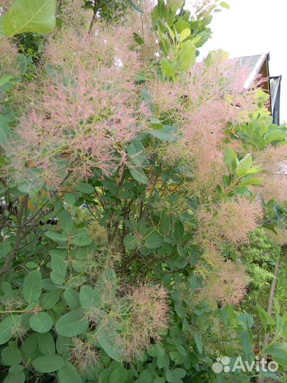 Спирея, чубушник, скумпия, пузыреплодник