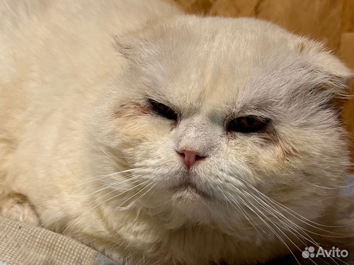 Несчастный котик-жертва разведенцев