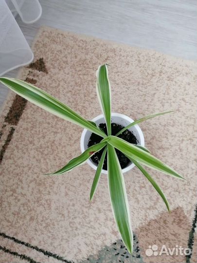 Хлорофитум