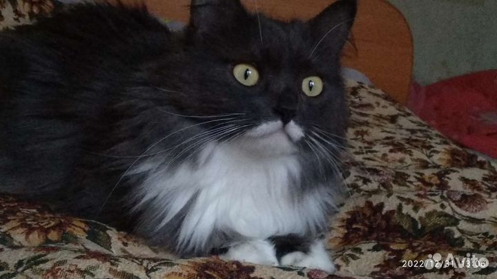 Кошачьи усы