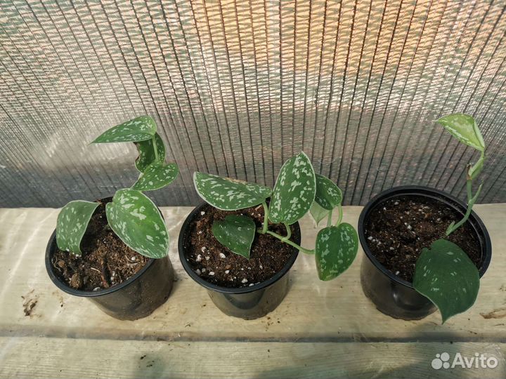 Эпипремнум