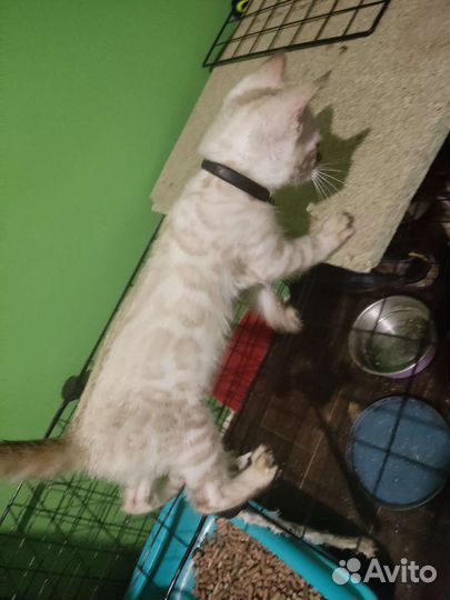 Бенгальские котята