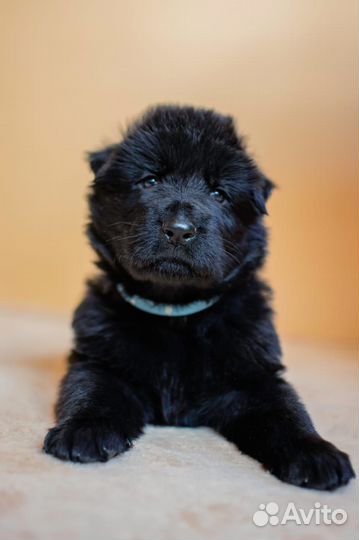 Щенки чёрной немецкой овчарки длинношёрстной