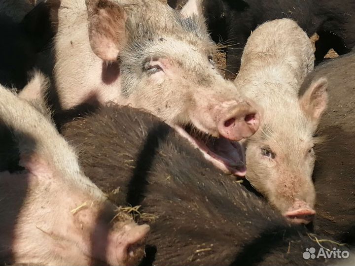 Вьетнамские свиньи, поросята