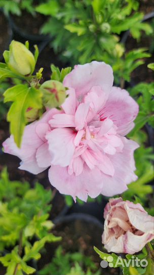 Гибискус сирийский 