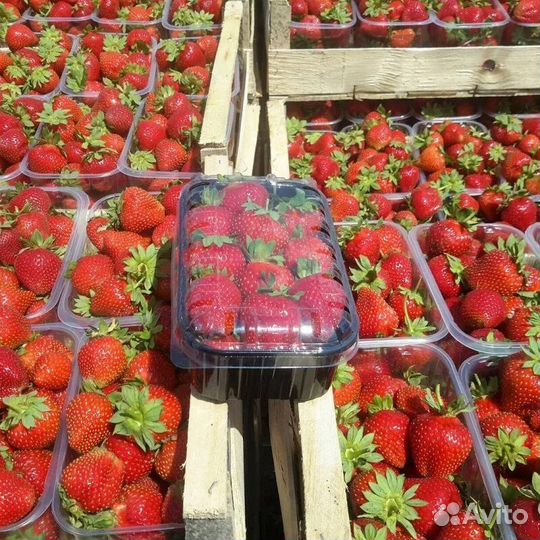 Ищу инвестора в клубнику