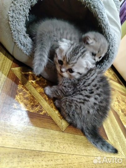 Шотландские котята