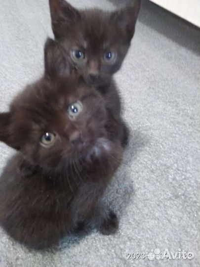 Кошка в дар бесплатно