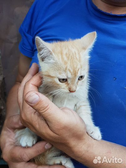 Котята в добрые руки