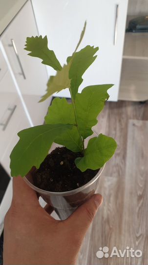 Продам саженцы дуба