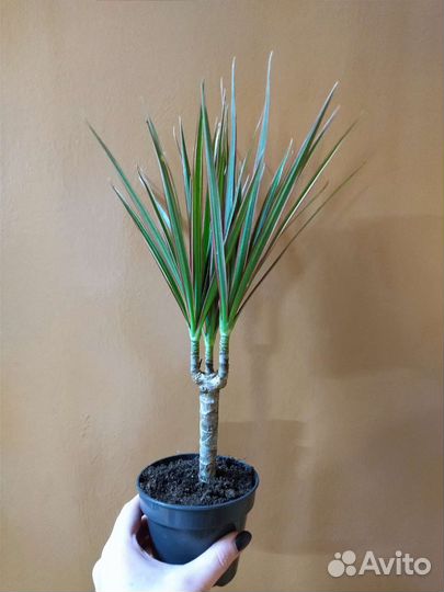 Драцена Маргината Биколор / Marginata Bicolor