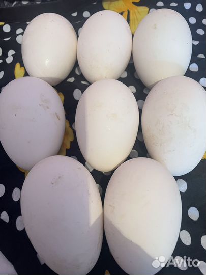 Яйцо домашнее гусиное