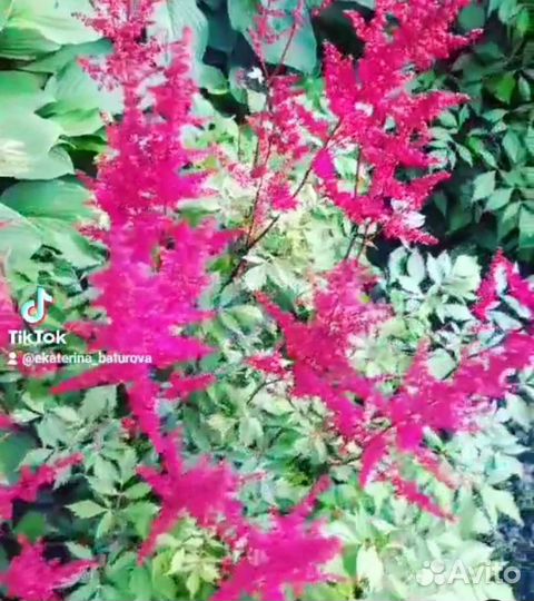 Астильба красная