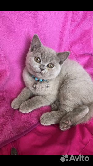 Шотландская девочка скотиш страйт