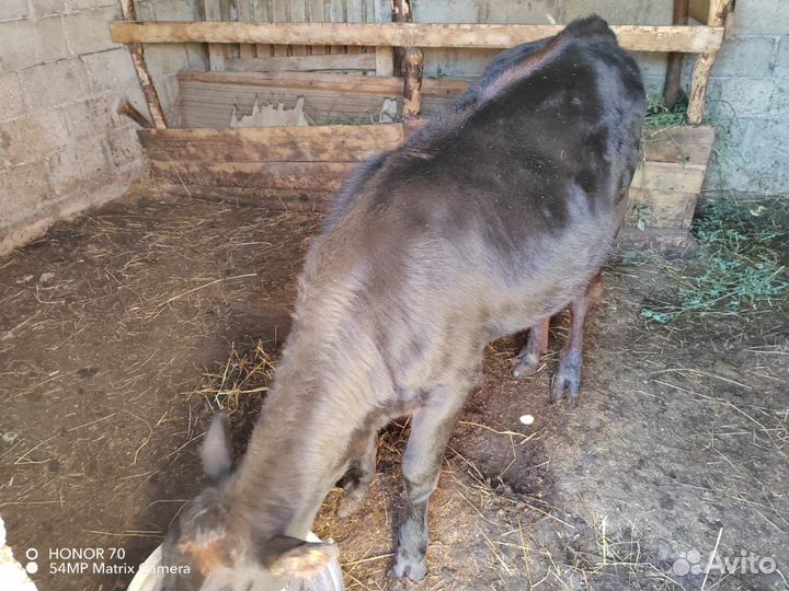 Молодая телочка