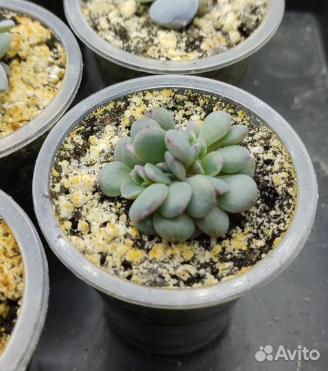 Суккуленты: Graptoveria Cupid