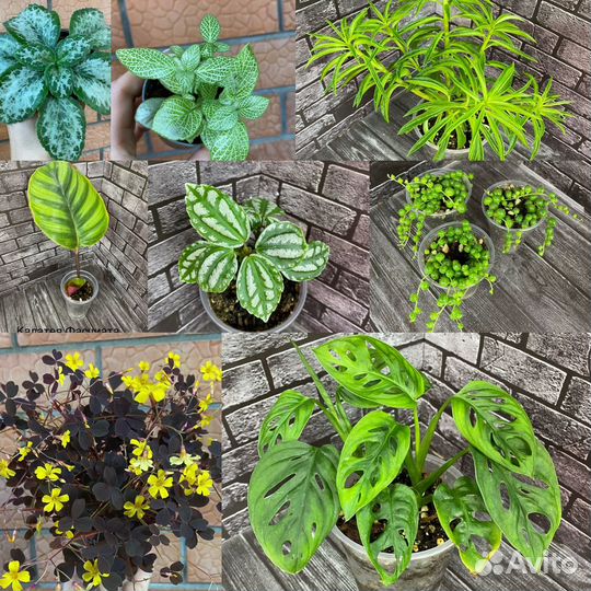 Комнатные цветы