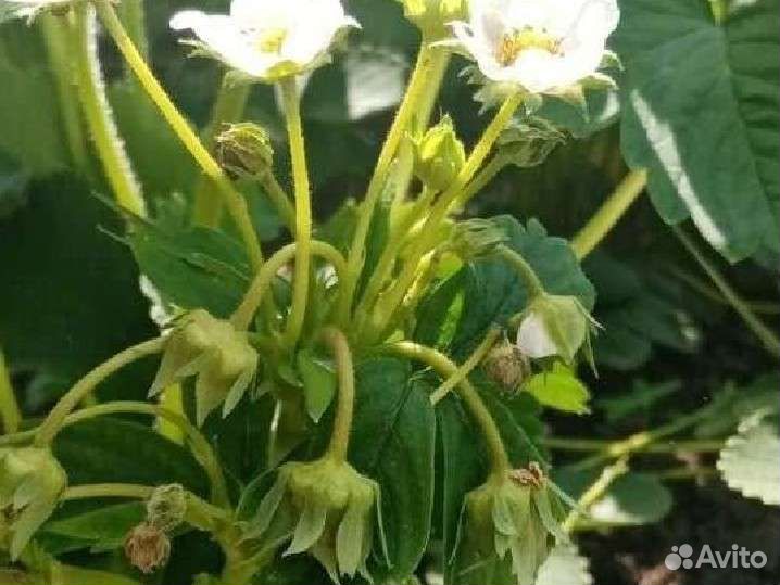 Рассада клубники сортовой