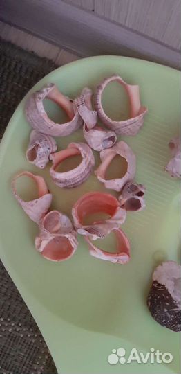 Грунт. Ракушки
