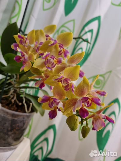 Орхидея фаленопсис бабочка пелорик