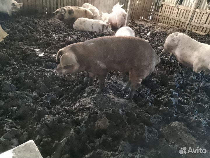 Хряк в аренду на продажу или обмен