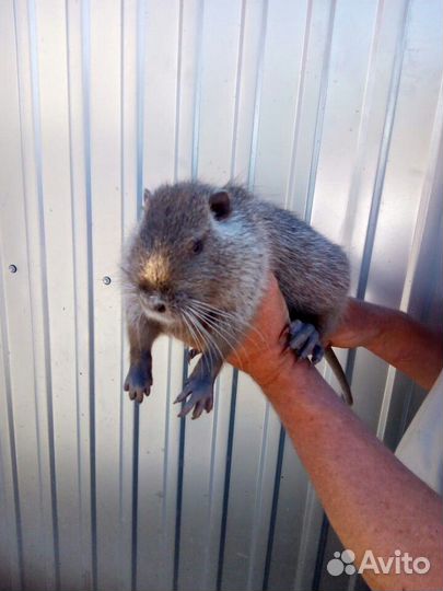 Нутрии различного возраста