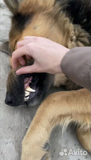 Пёс в добрые руки (кобель)