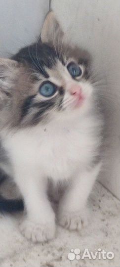 Котята - малыши 1,5 мес