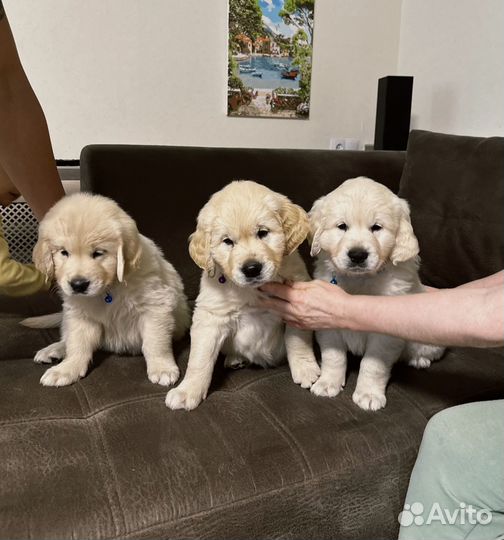 Щенки ретривера