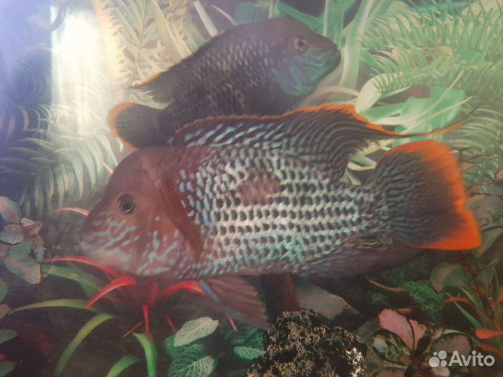 Акра бирюзовая цихлиды