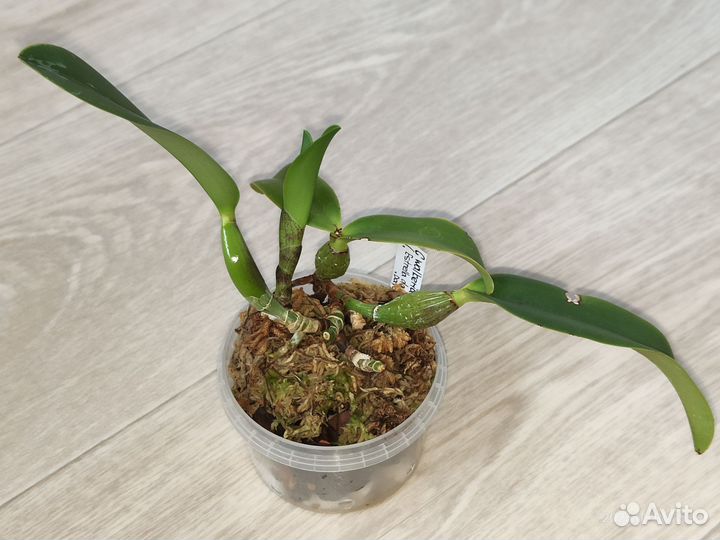 Cattleya walkeriana Tipo