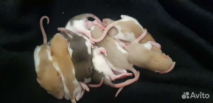 Декоративные крыски