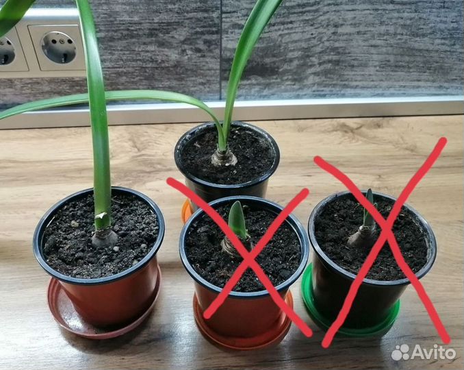 Гиппеаструм амариллис луковицы