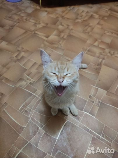 Кошка в дар