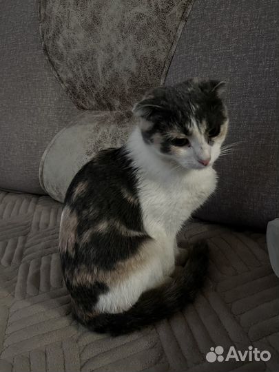 Вислоухие котенок кошка девочка