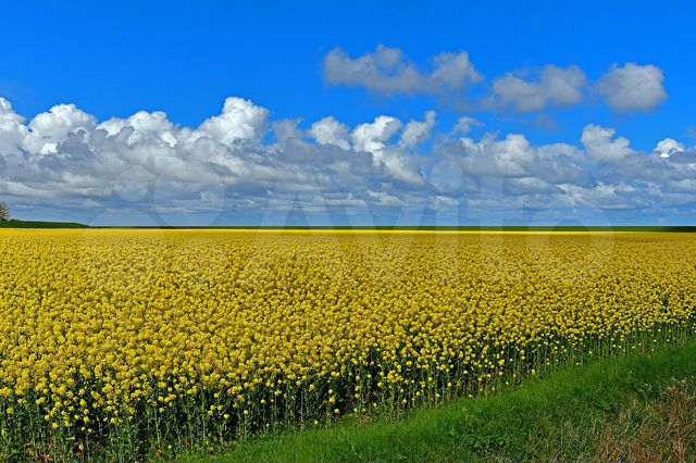 Участок 350 га (СНТ, ДНП)