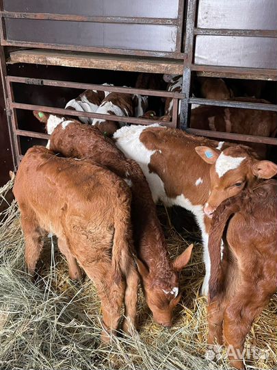 Т Телята бычки на откорм и племя