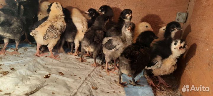 Цыплята