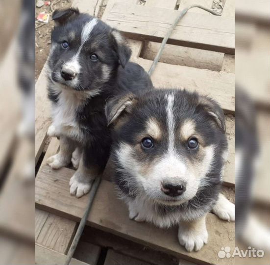 Щенки хаски в добрые руки