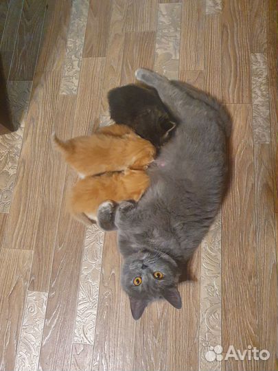 Котята от британской кошки