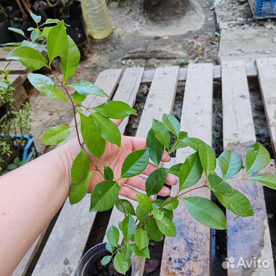 Кетли экзотика