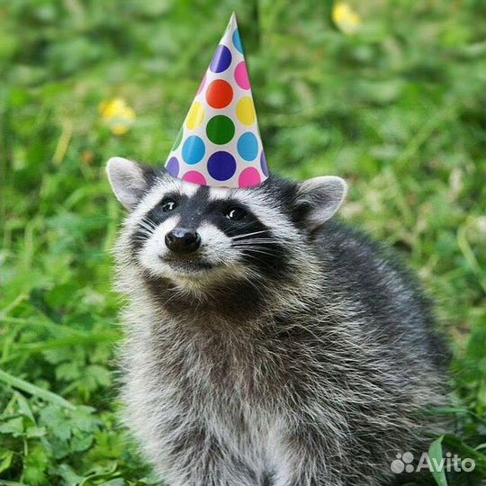 Фокусник зверюшки аниматорышоу на детские праздики