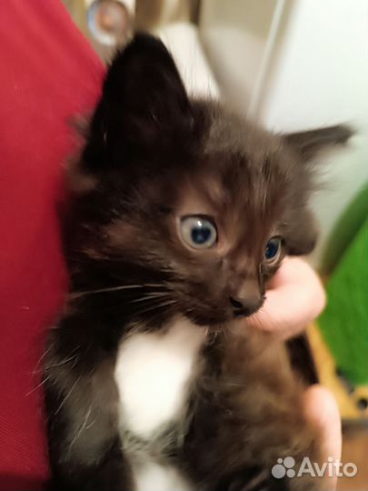 Милый Котенок