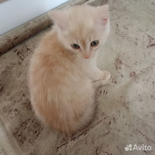 Кремовый котенок мальчик