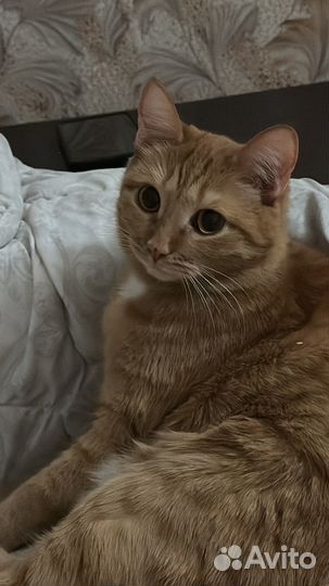 Отдам кошечку