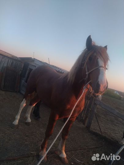 Жеребец тяжеловозной породы