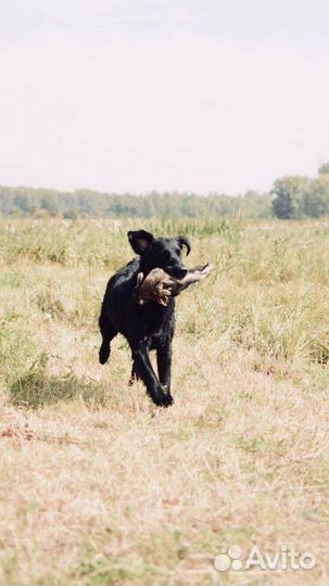 Как курцхаар, только лучше