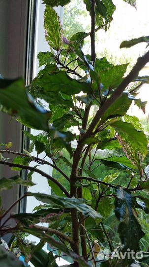 Гибискус китайская роза