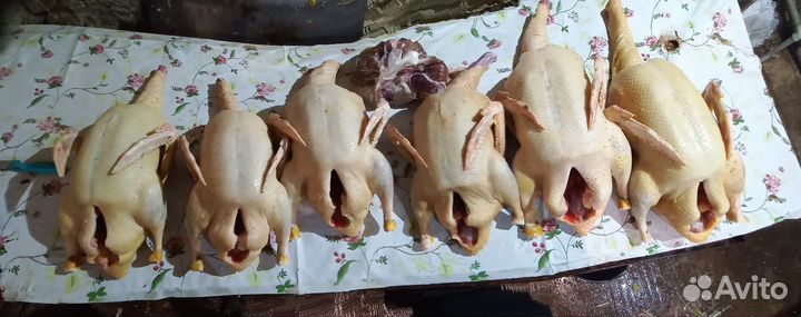 Мясо домашней птицы